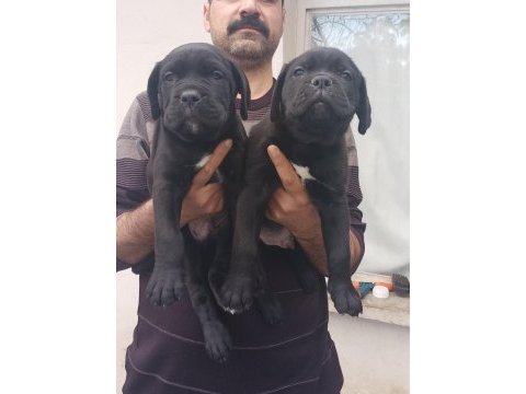 Show kalitede perfect erkek cane corso yavruları