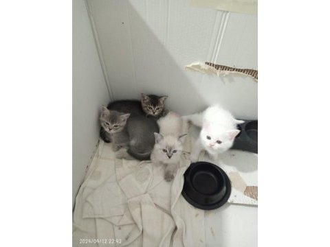 İki aylık dişi british shorthair