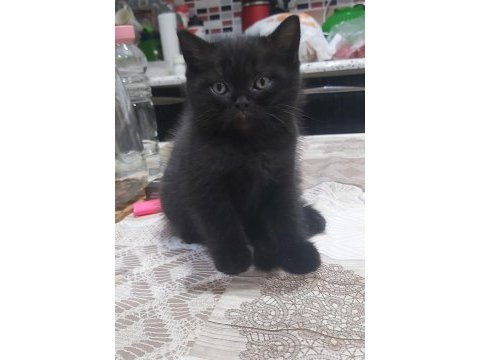 British short hair ve scottish fold