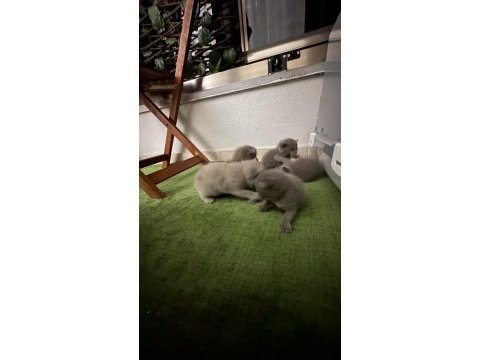 0-2 aylık scottish fold yavrular