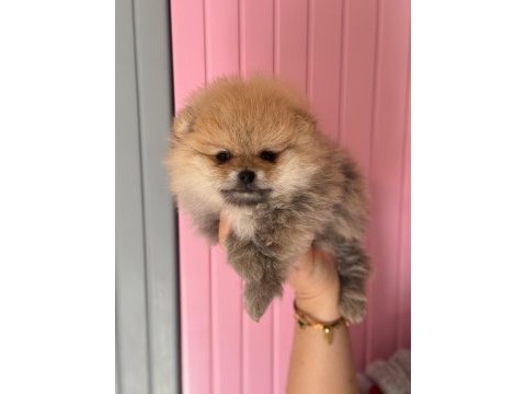 A class pomeranian boo