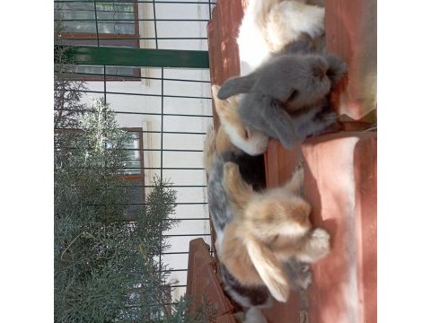 Lop tavşanlarımız sahiplerini bekliyor