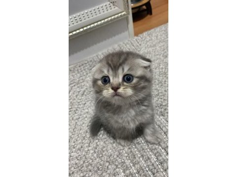 Erkek scottish fold yavru