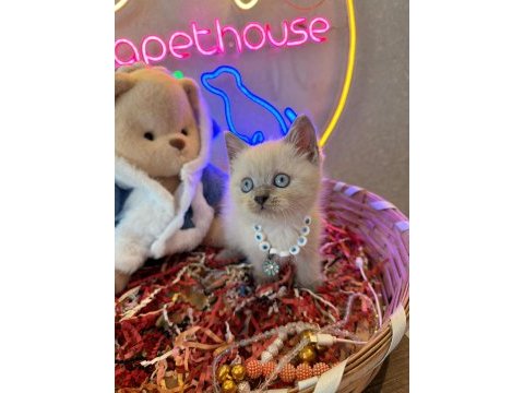 Scottish fold ayı bebekler safkan top kafalar