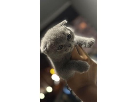 Çok oyuncu scottish / british fold blue point yavrular