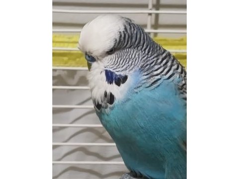 Bilezikleri muhabbet kuşu jumbo iri erkek dişi takım