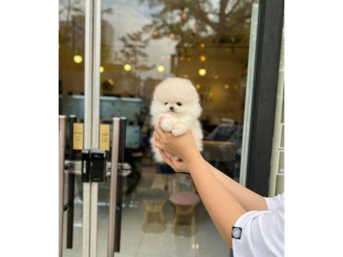 Pomeranian boo aşılı köpekler