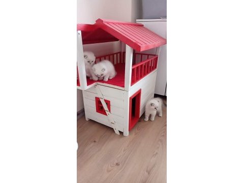 Ankara nın en güzel scottish fold yavruları