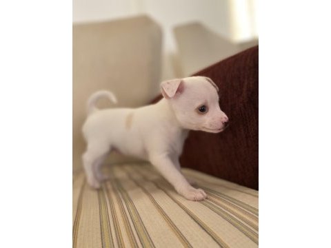 Varsa daha iyisi o da annesi pinscher