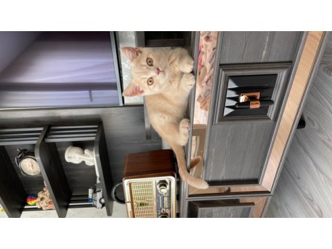 Russian blue 4 aylıktır