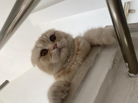 Scottish fold oğlumuza eş
