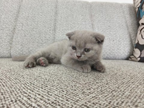Erkek 50 günlük yavru scottish fold