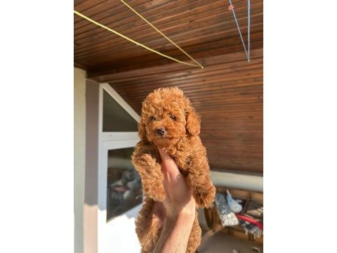Toy poodle yavrum