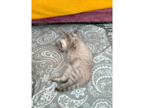 British shorthair damat arıyoruz