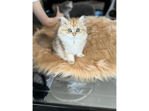 British longhair golden
