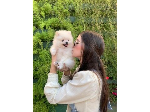 Ayı surat pomeranian yavrularımız
