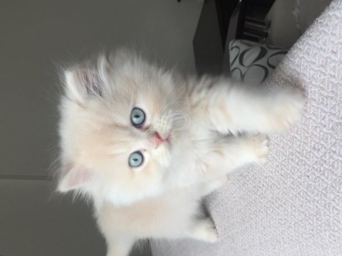 Acil sahiplendirilecek british longhair yavru