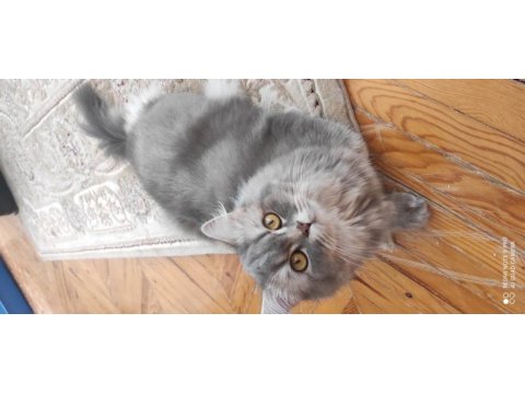 45 günlük british longhair yavrular