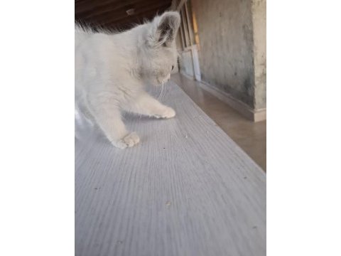 3 aylık yavru kedimiz