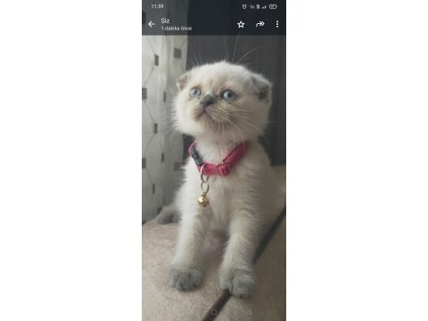 3 aylık scottish fold prensesim