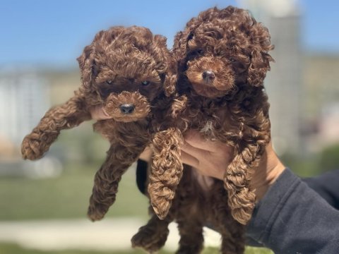 Ankarada ziyarete açık toy poodle yavrularımız