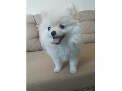 Pomeranian boo yavrusu