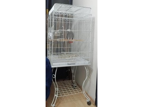 5 yas üst düzey konuşma ve tüy yapılı jako papağanı