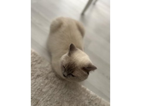 Ücretsiz blue point kedimiz