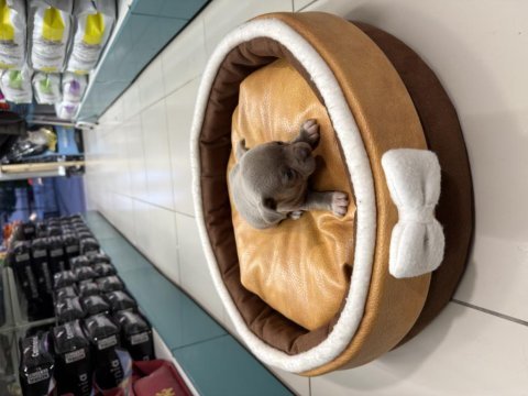 Erkek dişi chihuahua yavrularımız