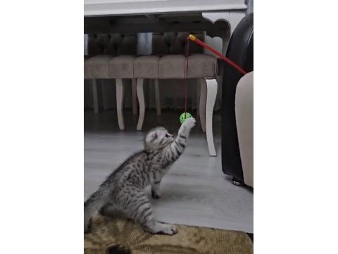 Scottish fold silver tabby