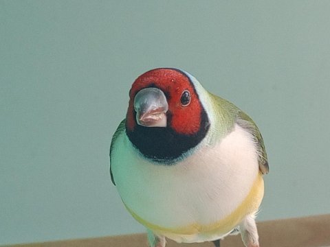 Goldun finch
