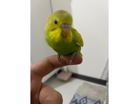 Çift muhabbet kuşu biri dişi ve biri erkek