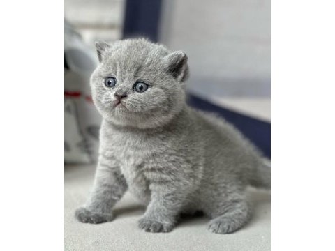 Topaç kafa gri british shorthair