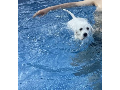 Maltese terrier rus finosu kırması oğlumuza yuva