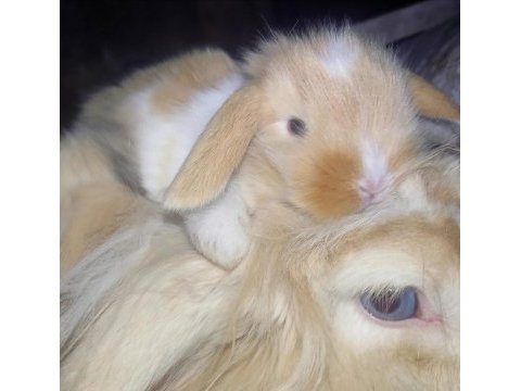Hollanda lop tavşanı
