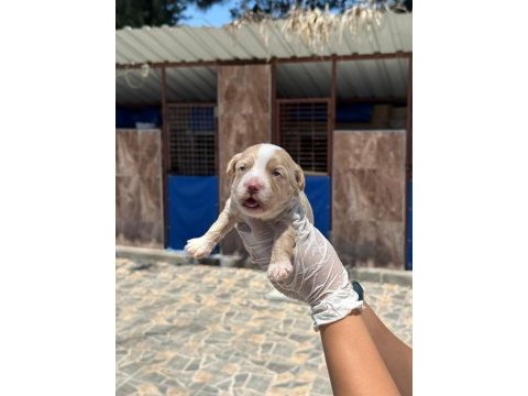 Sevimli maltipoo yavrularımız sizi bekliyor