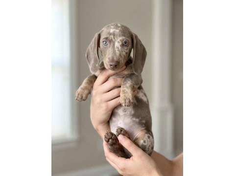 Göz kamaştıran güzellikte isabel merle dachshund yavru