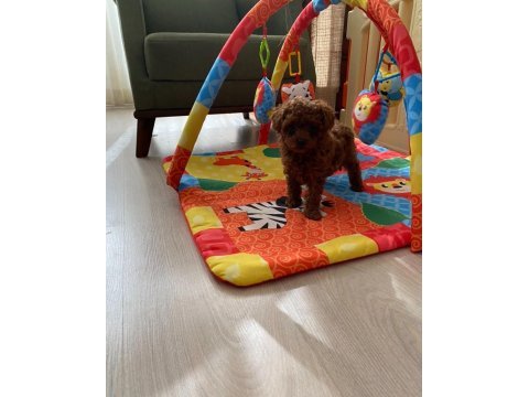 Toy poodle erkek dişi ev ortamında