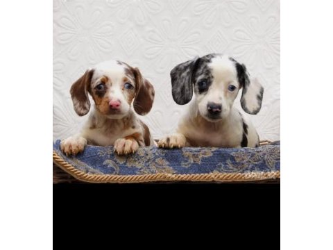 Nadir bulunan renk ve kalitede dachshund yavrular