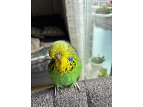 Show jumbo muhabbet kuşu yavrular
