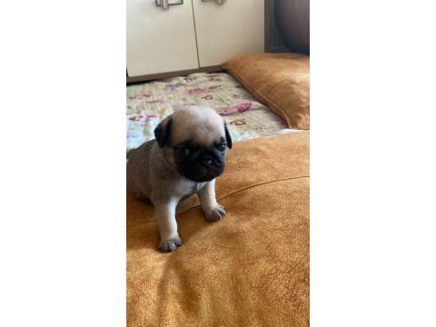 Yavru pug mops