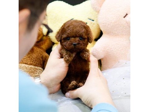 Safkan a kalite toy poodle bebeklerim