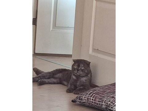 Oğlunun adı ares