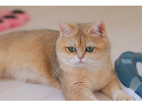 3.5 yaşında british shorthair kedisi