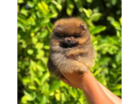 Pomeranian bebek suratımız yeni yuvasını arıyor