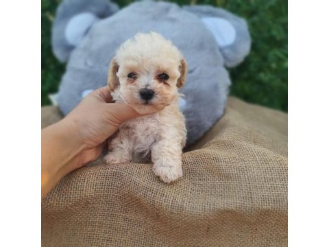 F1 süper kalite maltipoo dişi