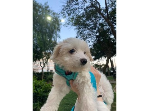 Maltipoo dişi 3 aylık