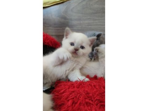 Böyle british shorthair güzellik görülmedi