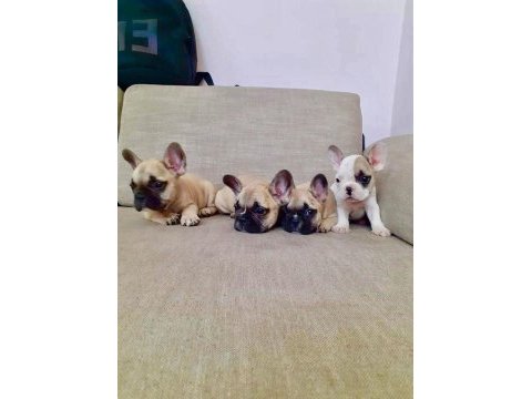 French bulldog yavruları