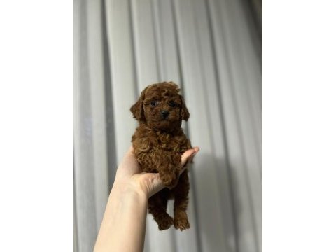 Toy poodle cinsi güzellikler